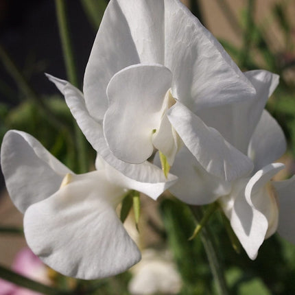 Sweet Pea 'White Frills' Plant Annual Bedding