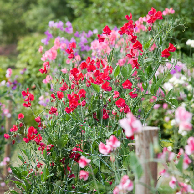 Heritage Sweet Pea Collection Annual Bedding