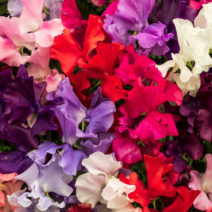 The Ultimate Sweet Pea Collection Annual Bedding