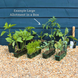 Adventurer's Allotment in a Box | Unusual Vegetables Collection Vegetables