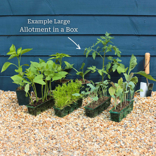 Adventurer's Allotment in a Box | Unusual Vegetables Collection Vegetables