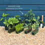 Adventurer's Allotment in a Box | Unusual Vegetables Collection Vegetables