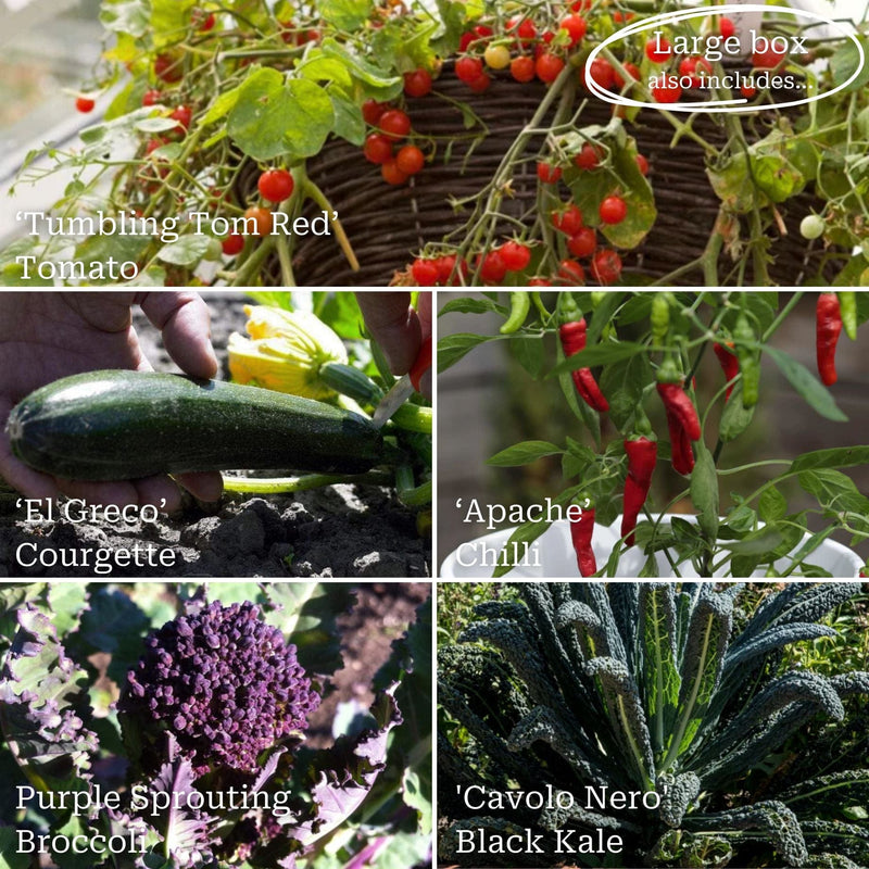 Allotment in a Box | Homegrown Heroes Collection Vegetables