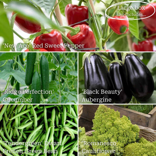 Allotment in a Box | Homegrown Heroes Collection Vegetables