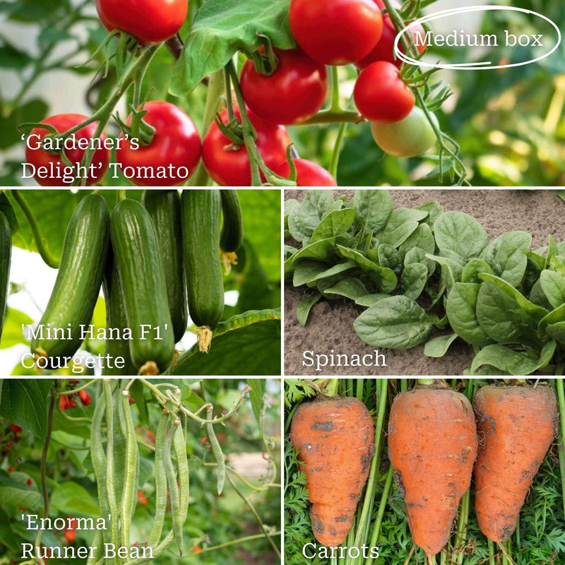 Allotment in a Box | Homegrown Heroes Collection Vegetables