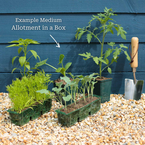 Adventurer's Allotment in a Box | Unusual Vegetables Collection Vegetables