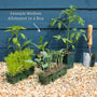 Adventurer's Allotment in a Box | Unusual Vegetables Collection Vegetables