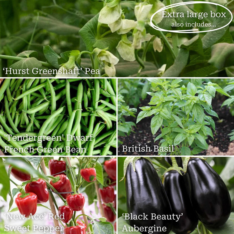 Allotment in a Box | Homegrown Heroes Collection Vegetables