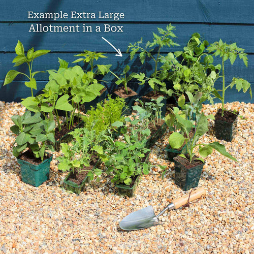 Adventurer's Allotment in a Box | Unusual Vegetables Collection Vegetables