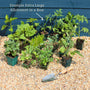 Adventurer's Allotment in a Box | Unusual Vegetables Collection Vegetables