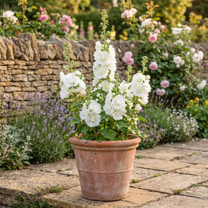 Hollyhock 'Spring Celebrities White' Perennial Bedding