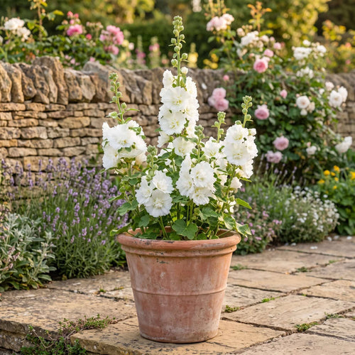 Hollyhock 'Spring Celebrities White' Perennial Bedding