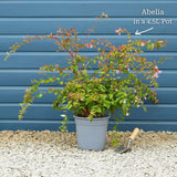 Abelia 'Edward Goucher' Shrubs