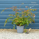 Abelia 'Edward Goucher' Shrubs
