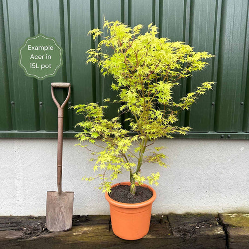 Green Weeping Japanese Maple Tree | Acer palmatum 'Dissectum Viride' Ornamental Trees