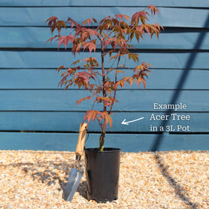 Japanese Maple | Acer palmatum Shrubs