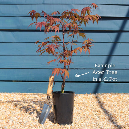 Japanese Maple | Acer palmatum Shrubs