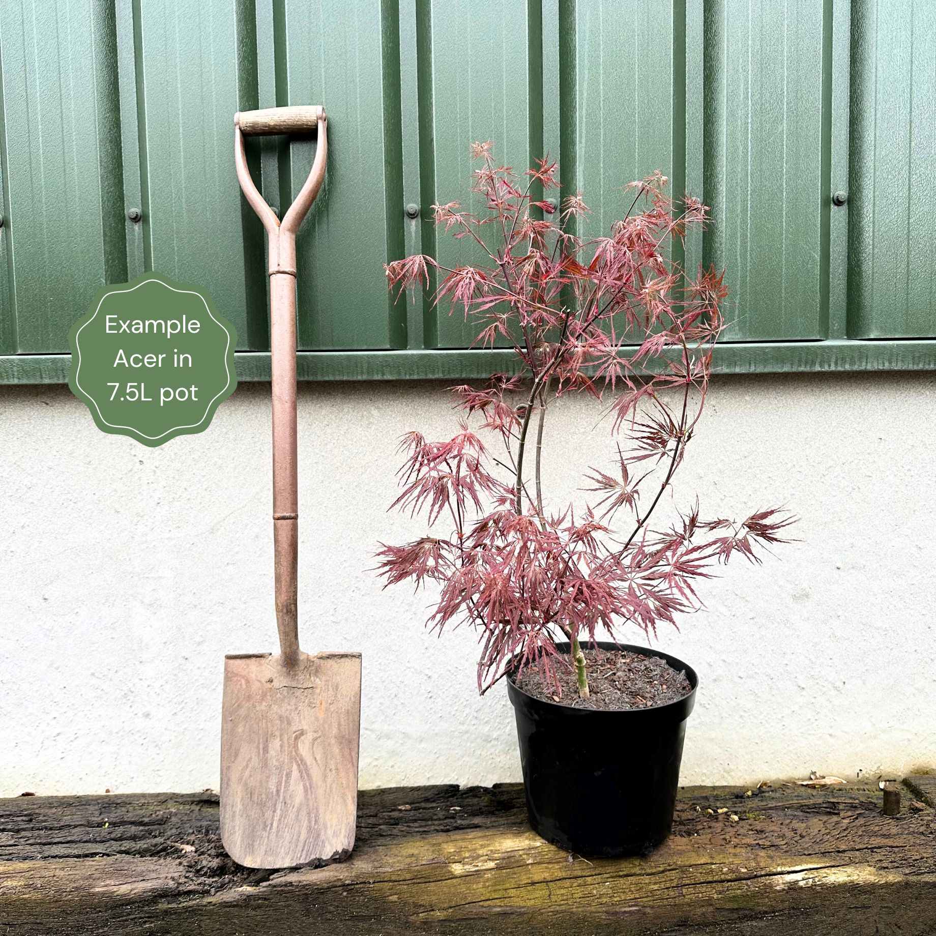 Japanese Maple Weeping Tree Cuttings – Garnet Variety, 4+4 Cuttings For Rooting & Grafting (Unrooted)