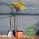 Japanese Maple Tree | Acer palmatum dissectum 'Flavescens' Ornamental Trees