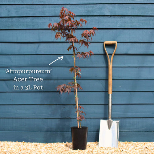 Purple Japanese Maple Tree | Acer palmatum 'Atropurpureum' Ornamental Trees