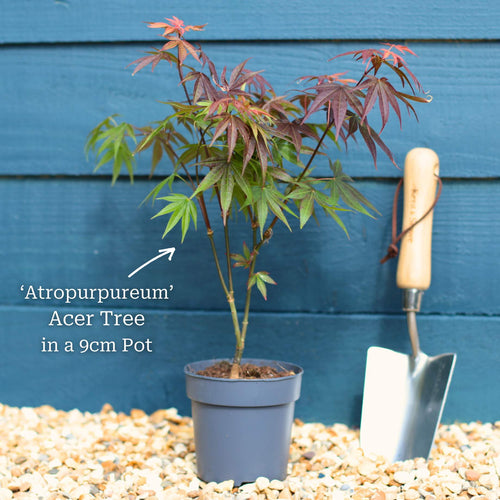 Purple Japanese Maple Tree | Acer palmatum 'Atropurpureum' Ornamental Trees