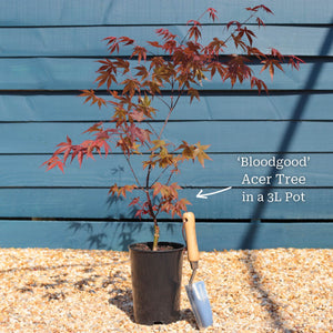 Japanese Maple Tree | Acer palmatum 'Bloodgood' Ornamental Trees