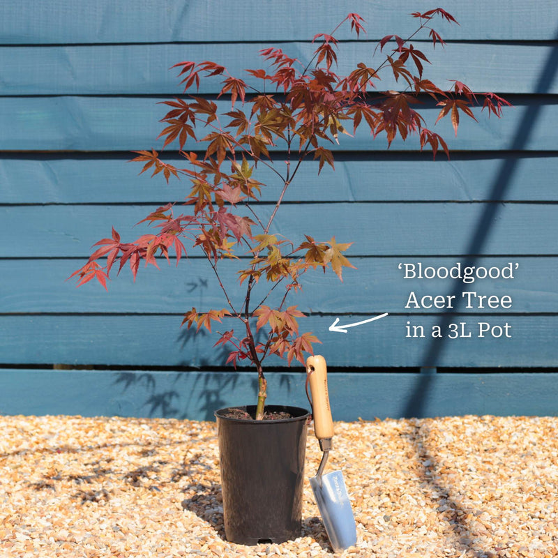 Japanese Maple Tree | Acer palmatum 'Bloodgood' Ornamental Trees