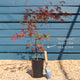 Japanese Maple Tree | Acer palmatum 'Bloodgood' Ornamental Trees