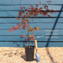 Japanese Maple Tree | Acer palmatum 'Bloodgood' Ornamental Trees
