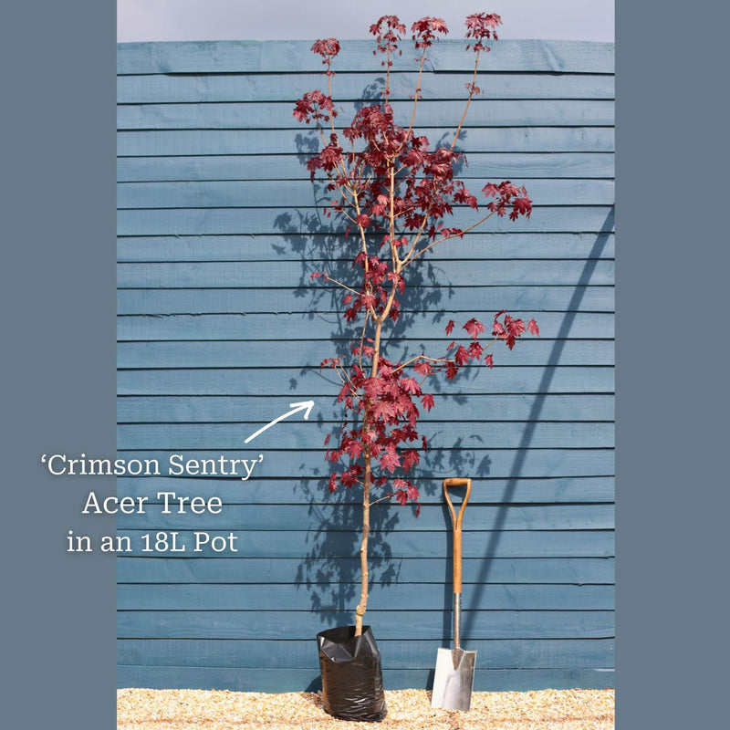 Norway Maple Tree | Acer platanoides 'Crimson Sentry' Ornamental Trees