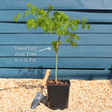 Green Weeping Japanese Maple Tree | Acer palmatum 'Dissectum' Ornamental Trees