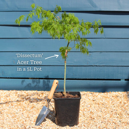 Green Weeping Japanese Maple Tree | Acer palmatum 'Dissectum' Ornamental Trees
