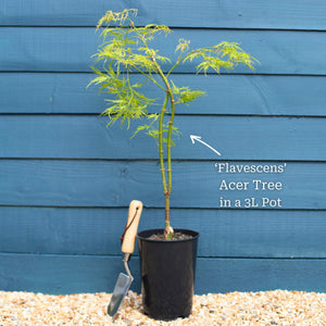 Japanese Maple Tree | Acer palmatum dissectum 'Flavescens' Ornamental Trees