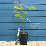 Japanese Maple Tree | Acer palmatum dissectum 'Flavescens' Ornamental Trees