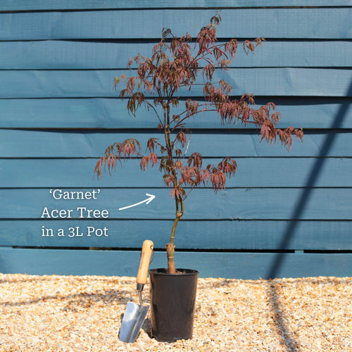 Red Weeping Japanese Maple Tree | Acer palmatum 'Garnet' Ornamental Trees