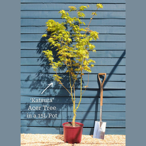 Japanese Maple Tree | Acer palmatum 'Katsura' Ornamental Trees