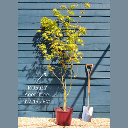 Japanese Maple Tree | Acer palmatum 'Katsura' Ornamental Trees