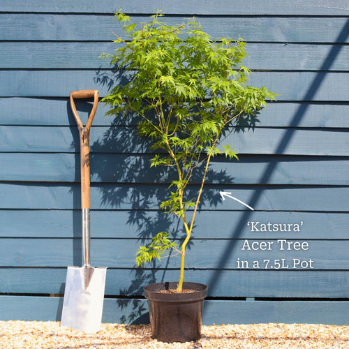 Japanese Maple Tree | Acer palmatum 'Katsura' Ornamental Trees