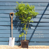 Japanese Maple Tree | Acer palmatum 'Katsura' Ornamental Trees