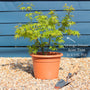 Japanese Maple Tree | Acer palmatum 'Orange Dream' Ornamental Trees
