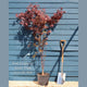 Red Japanese Maple Tree | Acer palmatum 'Red Emperor' Ornamental Trees