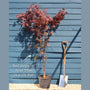 Red Japanese Maple Tree | Acer palmatum 'Red Emperor' Ornamental Trees