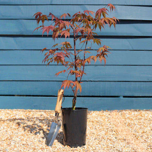 Japanese Maple | Acer palmatum Shrubs