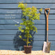 Japanese Maple Tree | Acer palmatum dissectum 'Seiryu' Ornamental Trees