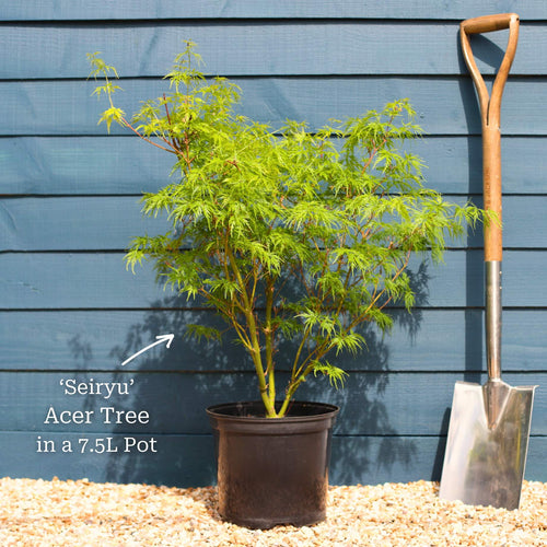 Japanese Maple Tree | Acer palmatum dissectum 'Seiryu' Ornamental Trees