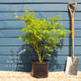 Japanese Maple Tree | Acer palmatum dissectum 'Seiryu' Ornamental Trees