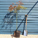 Japanese Maple Tree | Acer palmatum dissectum 'Tamukeyama' Ornamental Trees