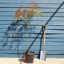 Japanese Maple Tree | Acer palmatum dissectum 'Tamukeyama' Ornamental Trees