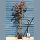 Japanese Maple Tree | Acer palmatum 'Trompenburg' Ornamental Trees