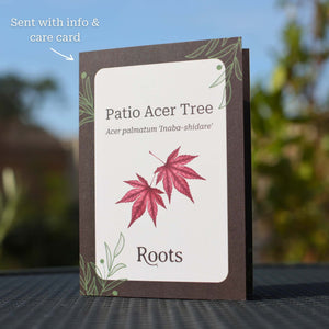 Patio Acer Tree Gift Gift Option